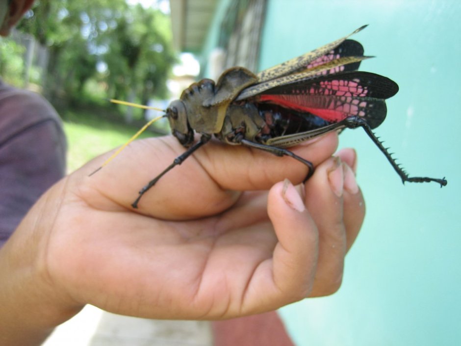 Macrolyristes corporalis