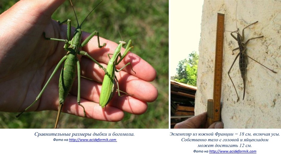 Гигантский Длинноногий кузнечик (giant Malaysian Katydid)