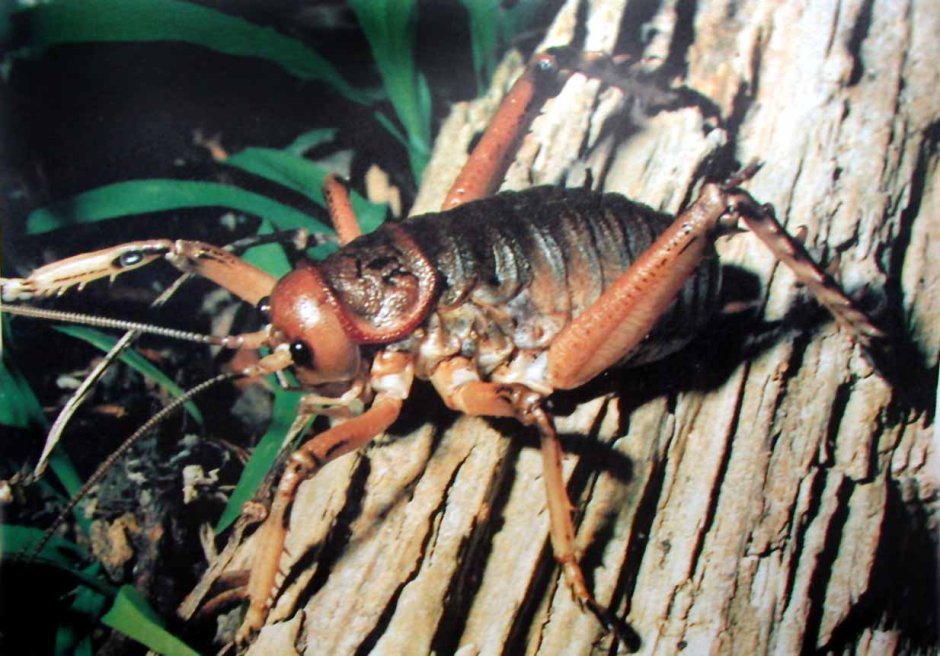 Гигантский конек Tropidacris collaris