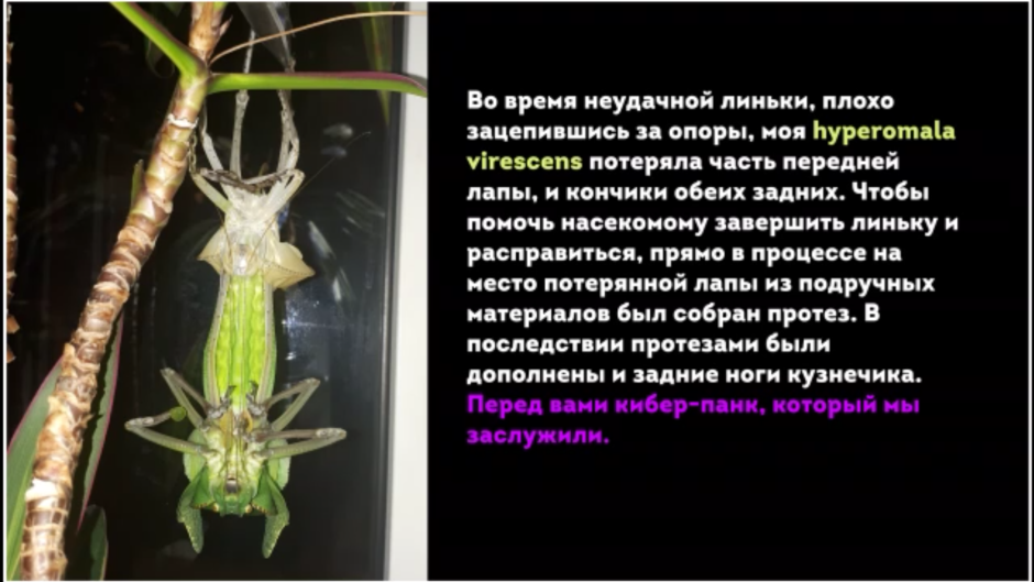 Гигантский кузнечик содержание