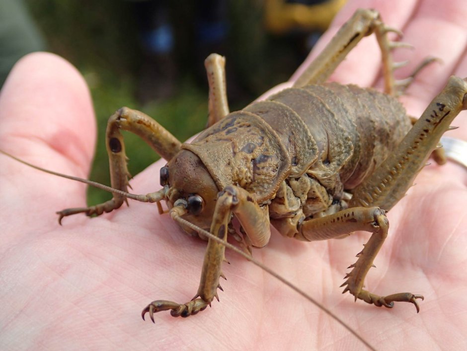 Радужный кузнечик Dactylotum bicolor