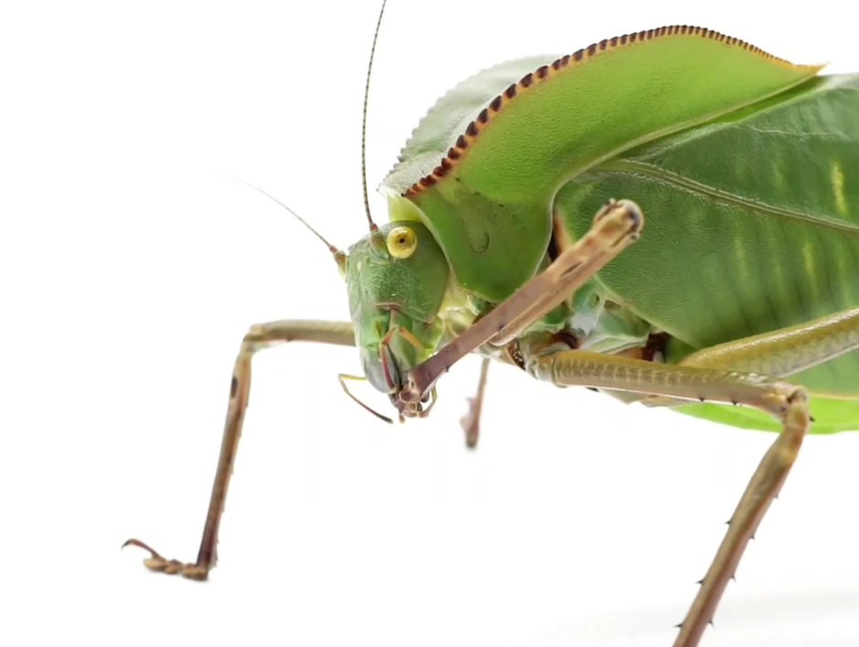 Petasida ephippigera