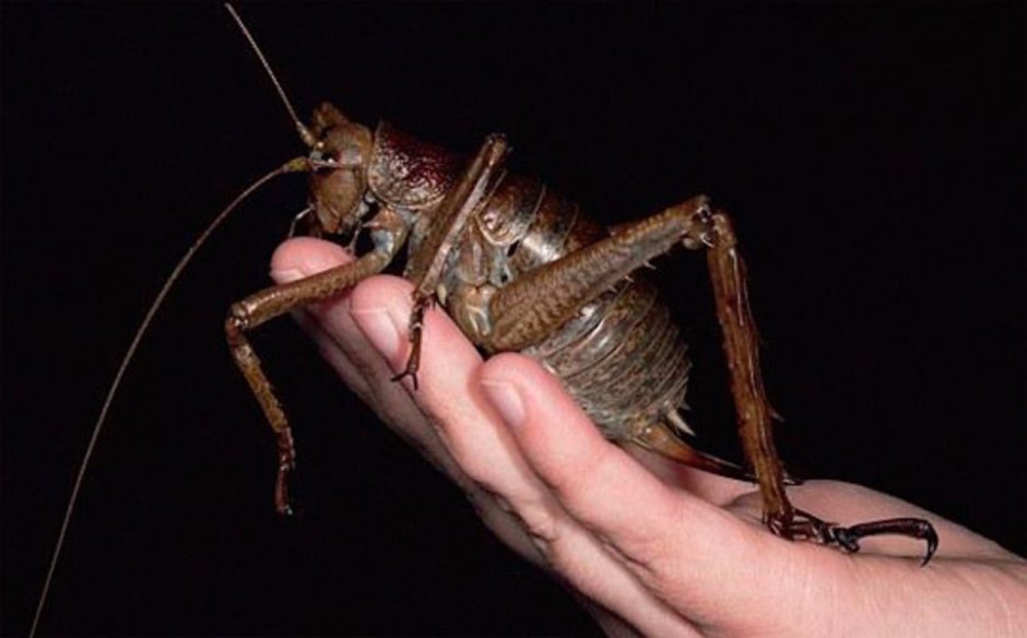 Siliquofera Grandis