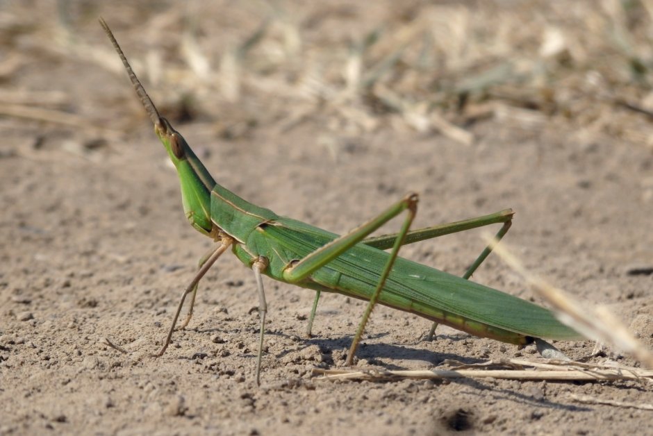 Гигантский конек Tropidacris collaris
