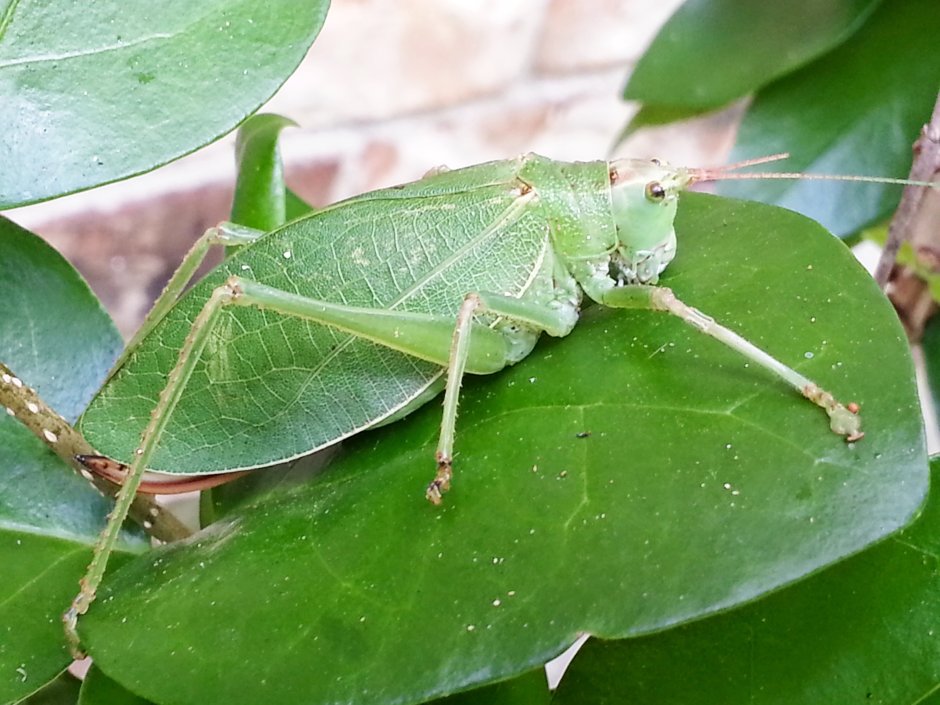 Decticus verrucivorus