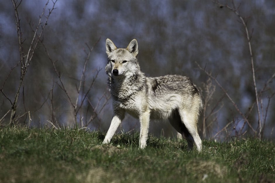 Астраханский Шакал