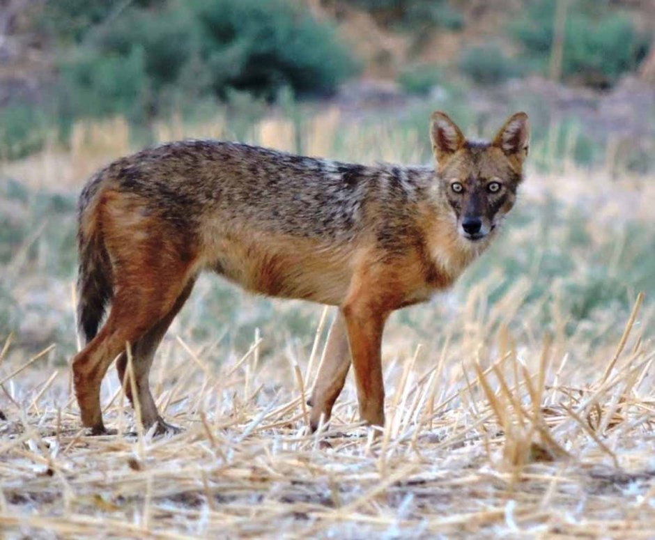 Шакал Астраханская область