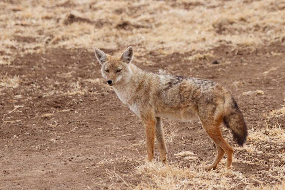 Степные шакалы Астраханской области