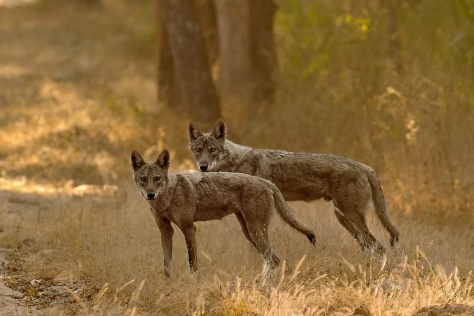 Астраханский заповедник обыкновенный Шакал