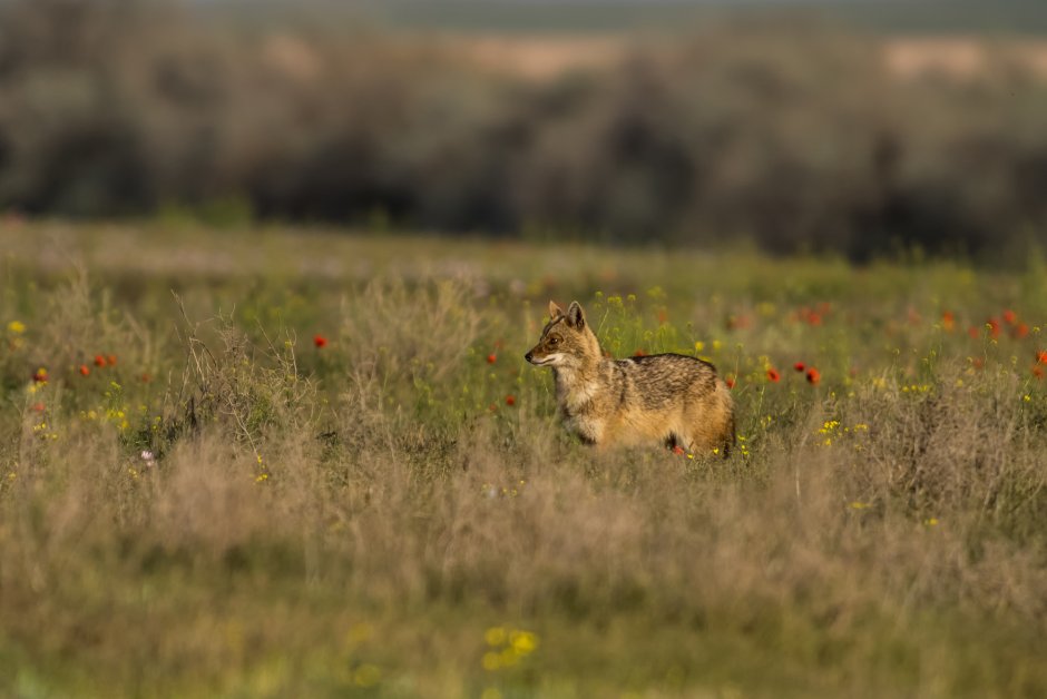 Королевский Шакал