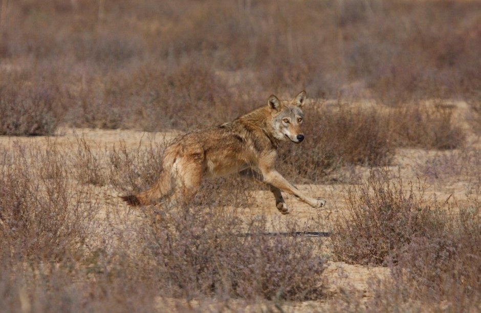 Корсак ареал