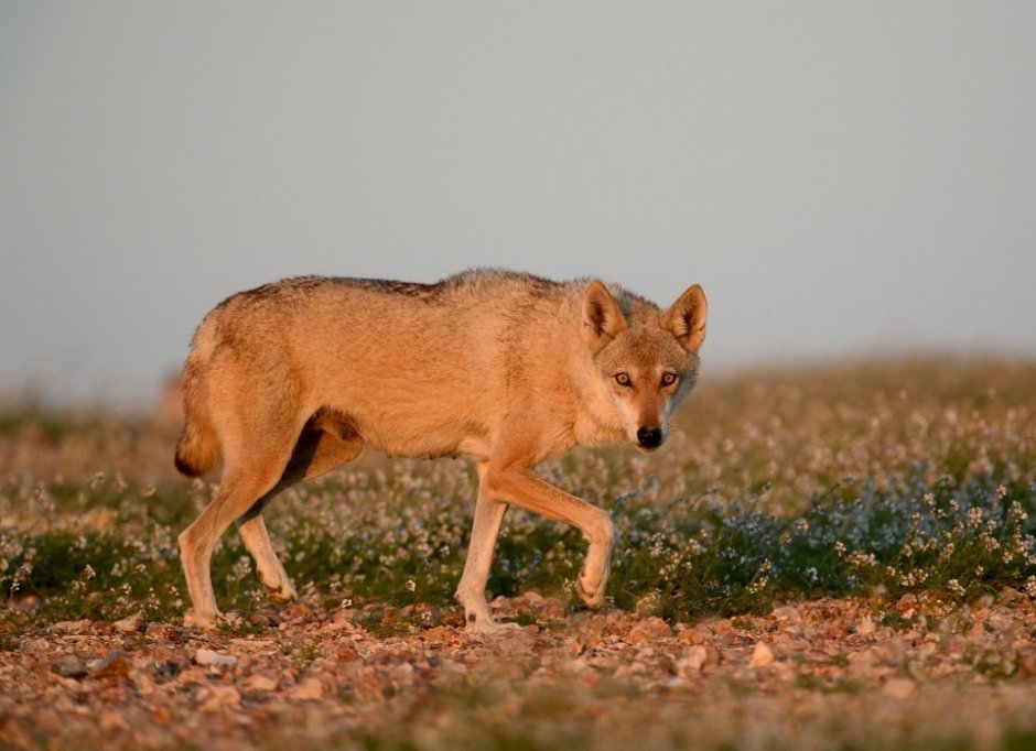 Шакалы в Абхазии
