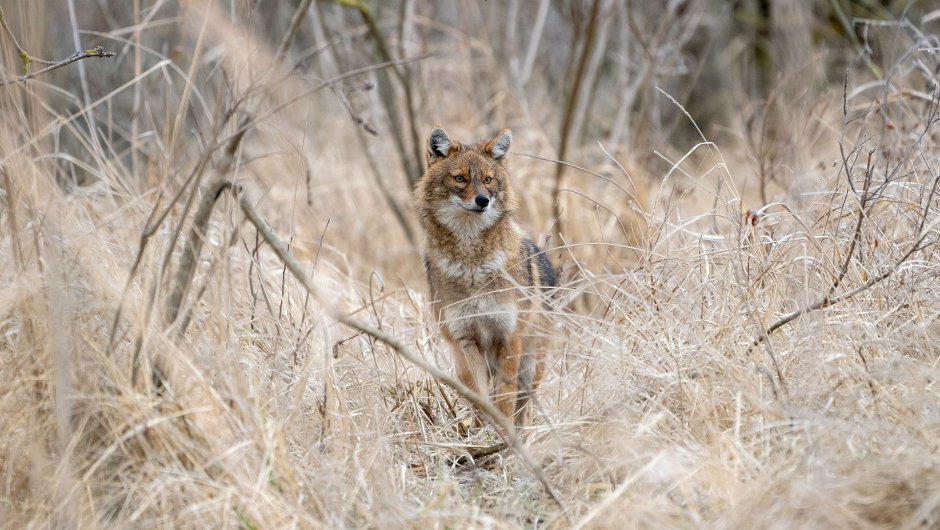 Среднеазиатский Шакал
