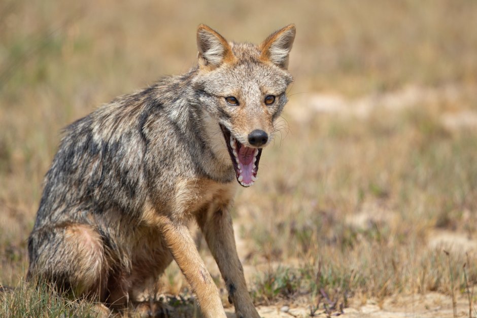 Среднеазиатский Шакал обыкновенный
