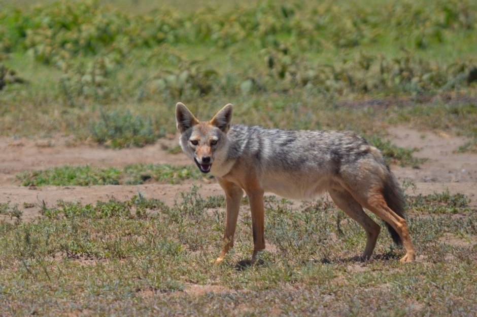 Обыкновенный Шакал