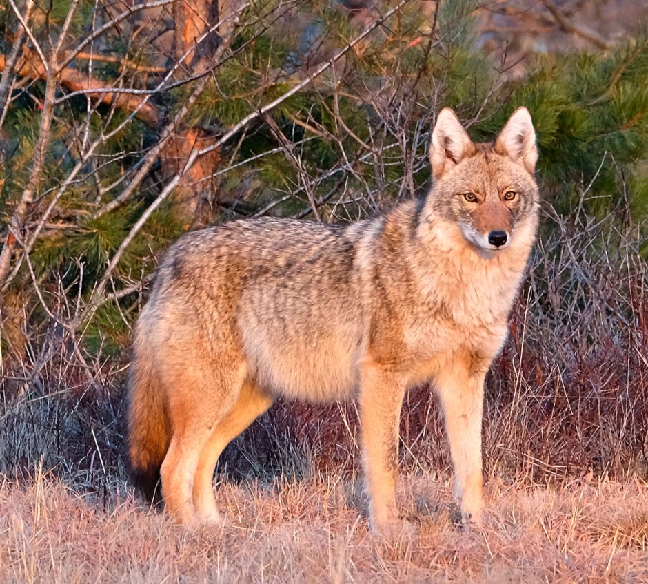 Шакал Александровский лес