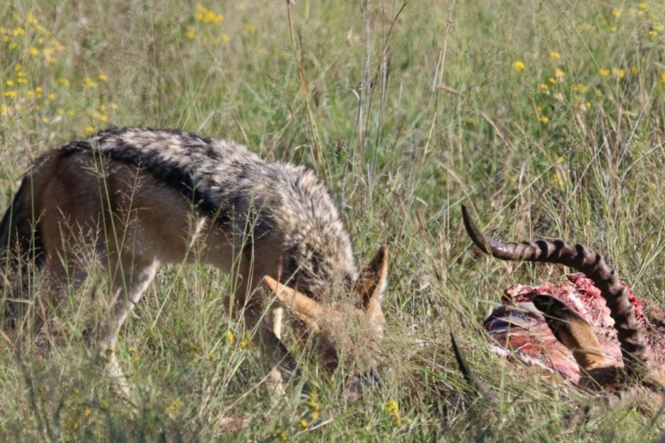 Гривистый волк Саванна