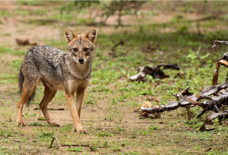 Шакал Астраханская область
