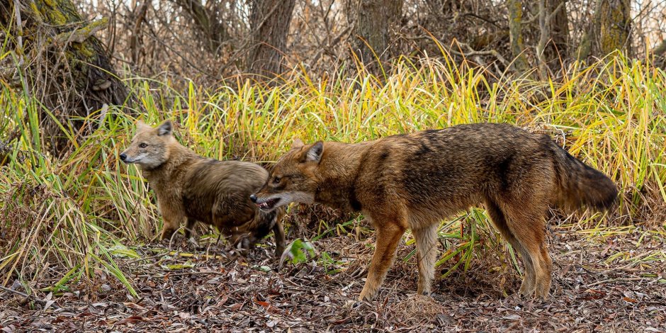 Шакал Астраханская область фото