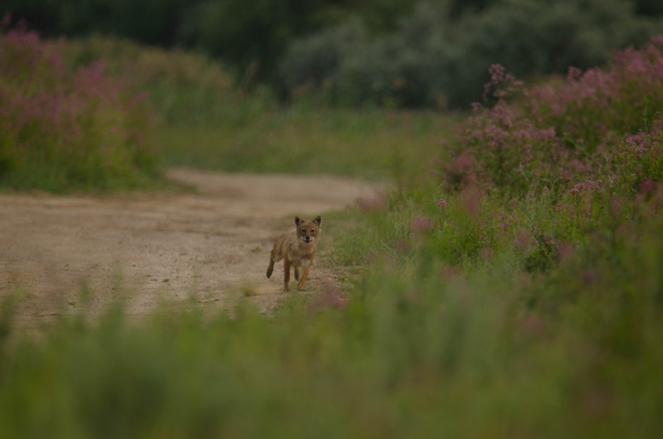 Шакал красивый