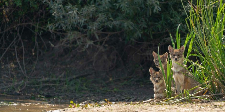 Шакал ареал