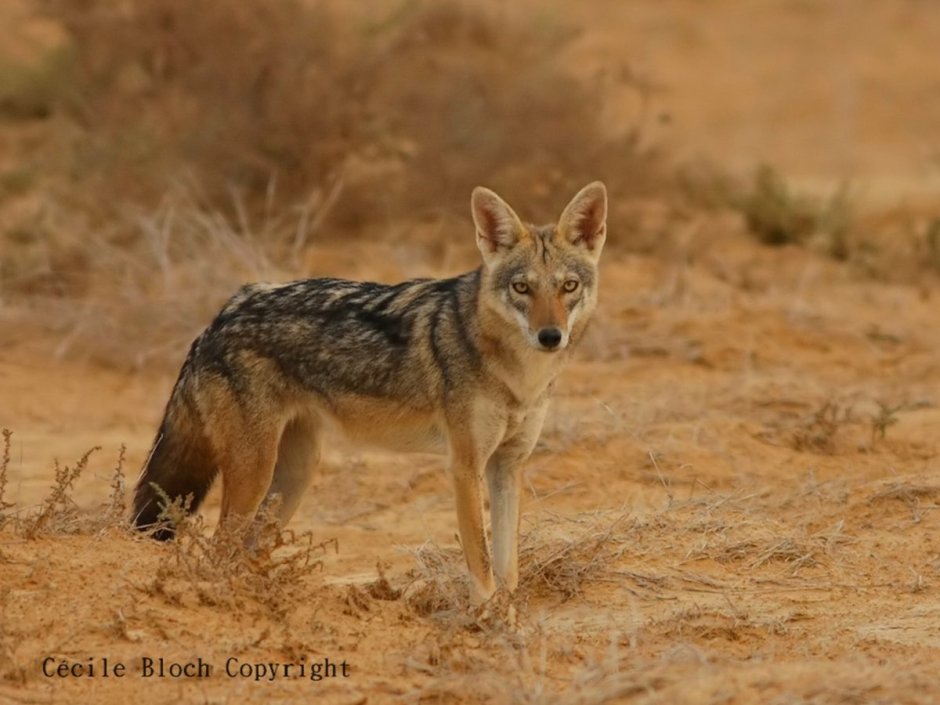 Шакал кавказский