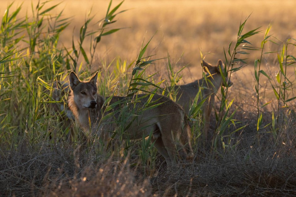 Степная Лисичка Корсак