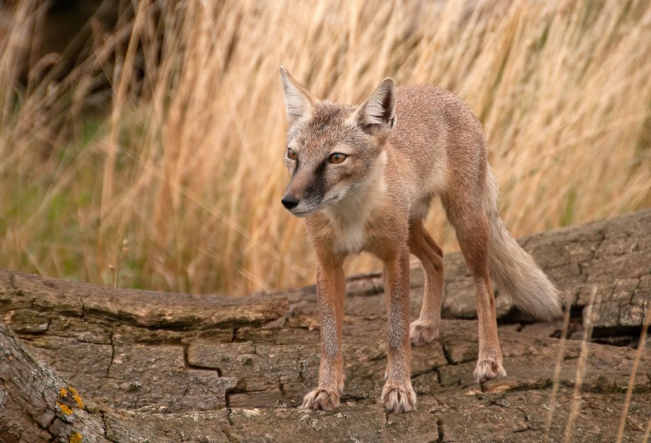 Гиеновидная собака и Шакал