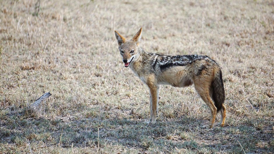 Среднеазиатский Шакал обыкновенный
