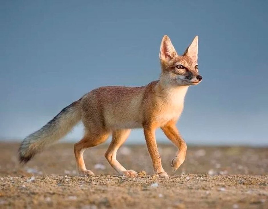 Астраханский заповедник лиса