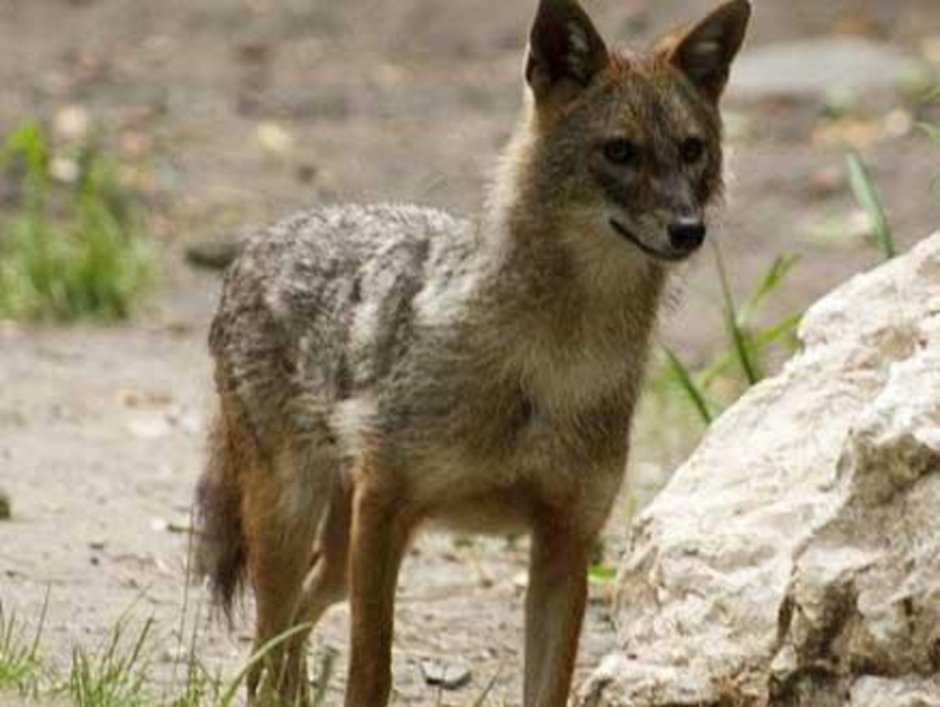 Камышовый кот Астраханской области охота