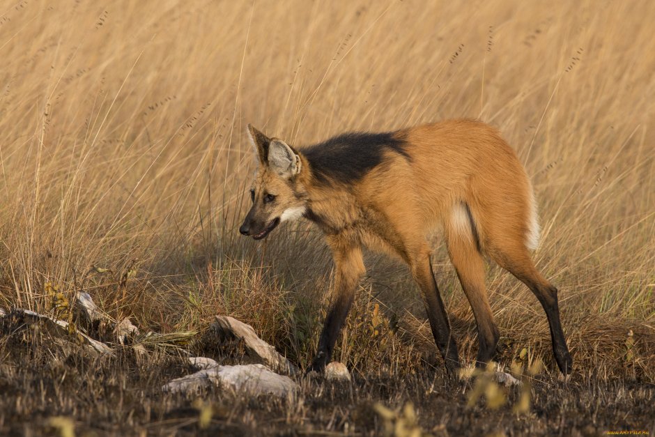 Охота на шакала в Волгоградской области