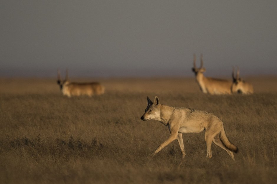 Степная лиса фенек