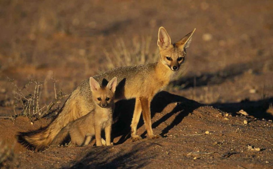 Среднеазиатский Шакал обыкновенный