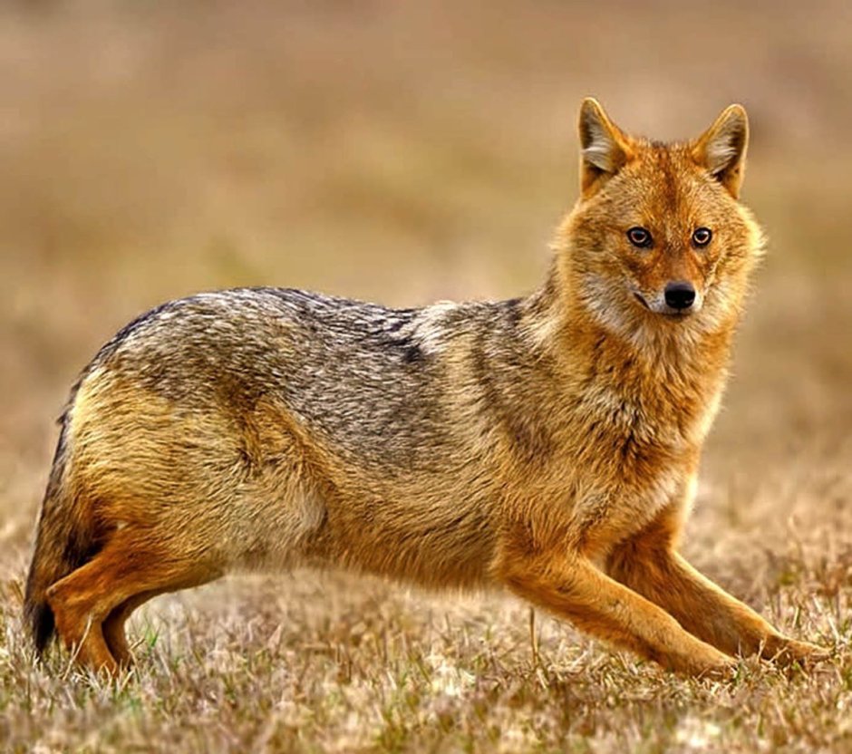 Волк Шакал койот гиена