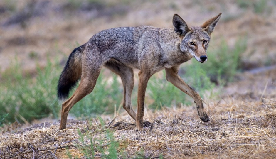 Золотистый Шакал Африканский