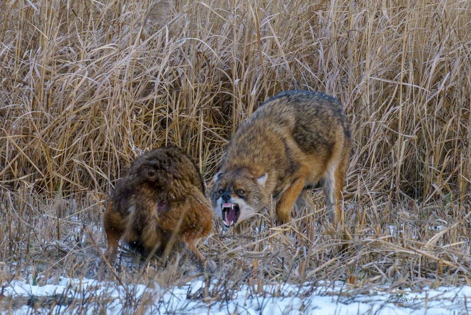 Заповедник черные земли