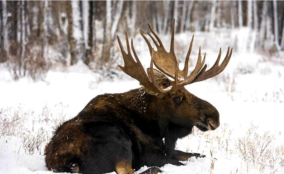 Лось в снегу