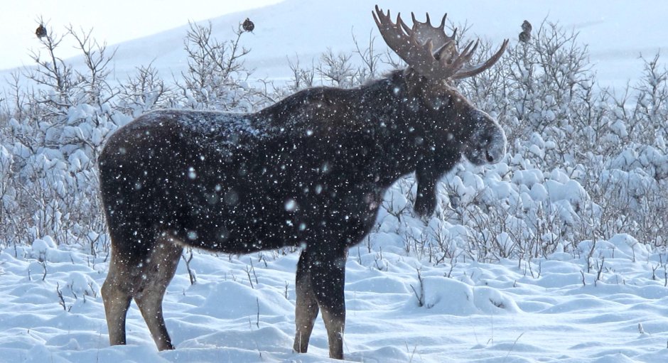 Северный пейзаж с оленями