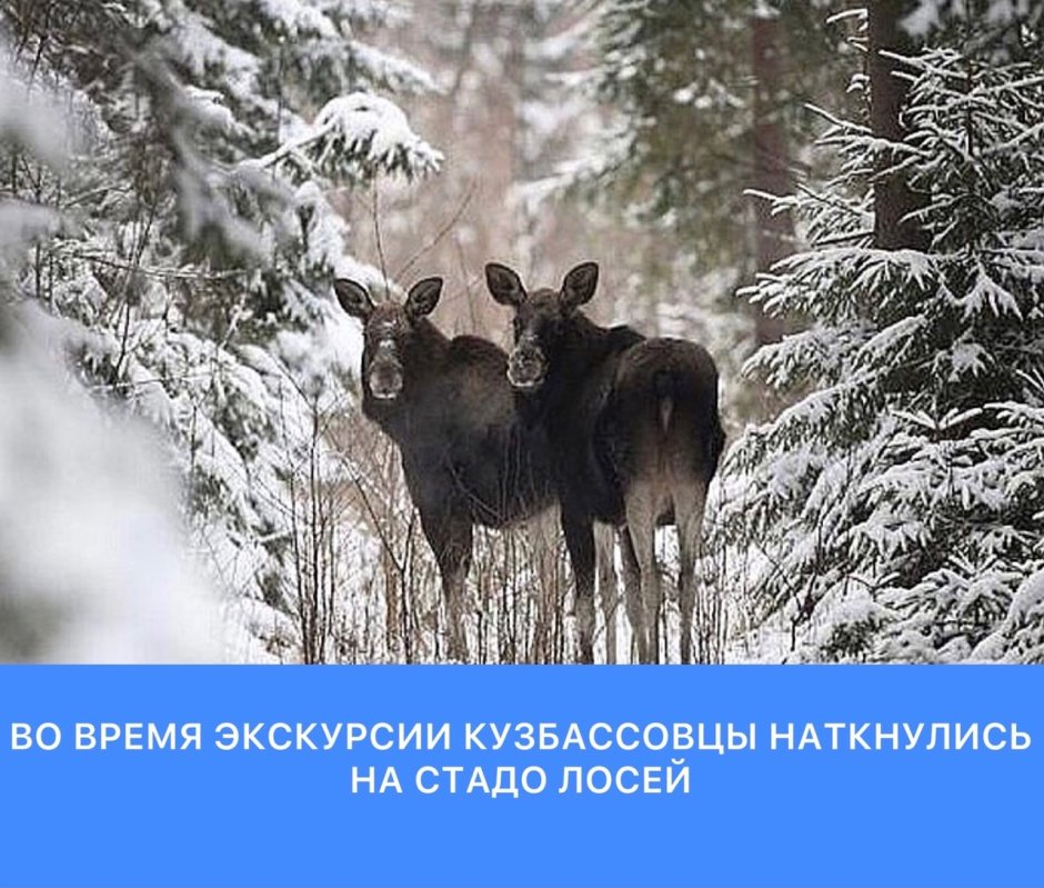 Анималист Тихменев картины