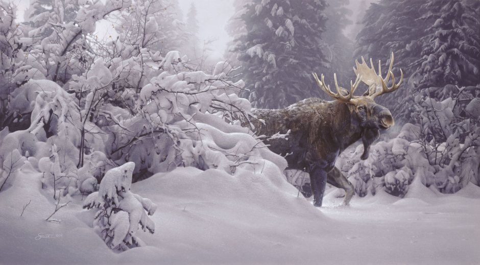 Daniel Smith Moose