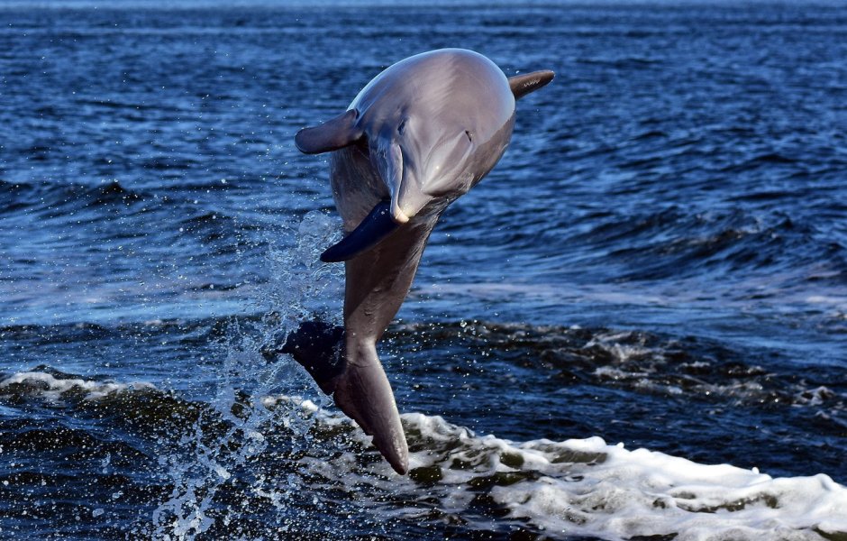 Дельфины в море