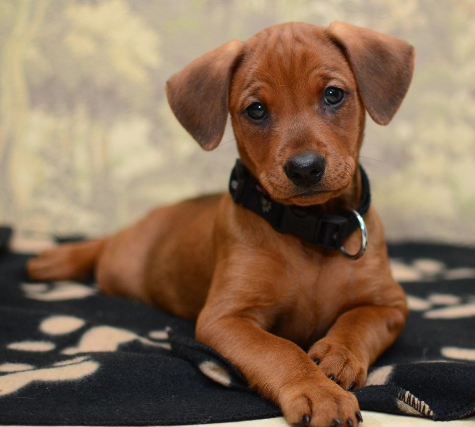 Небольшие гладкошерстные породы собак