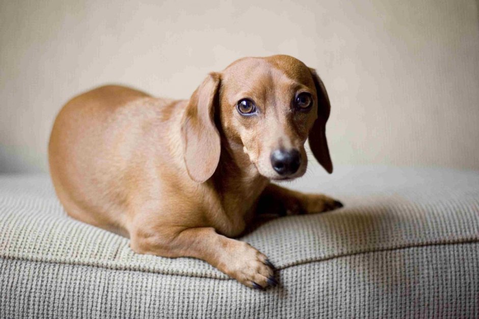 Рассел терьер гладкошерстный