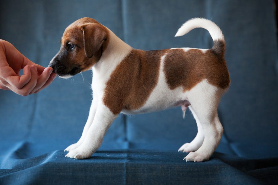 Парсон Рассел терьер гладкошерстный