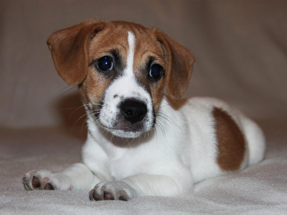 Пинчер терьер рыжий