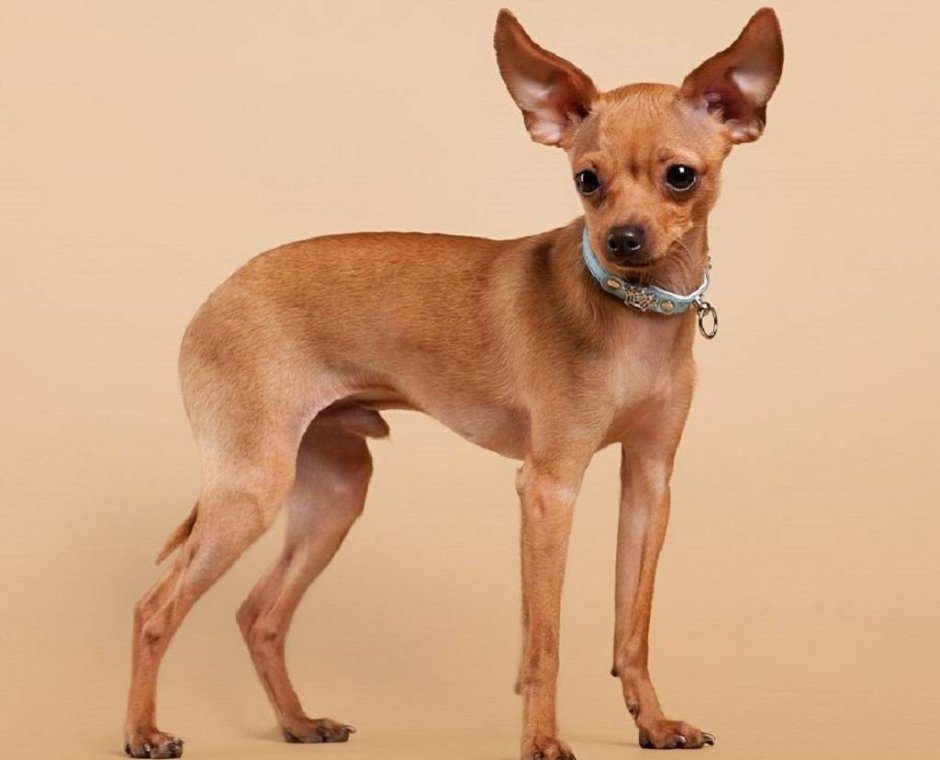 Манчестерский терьер