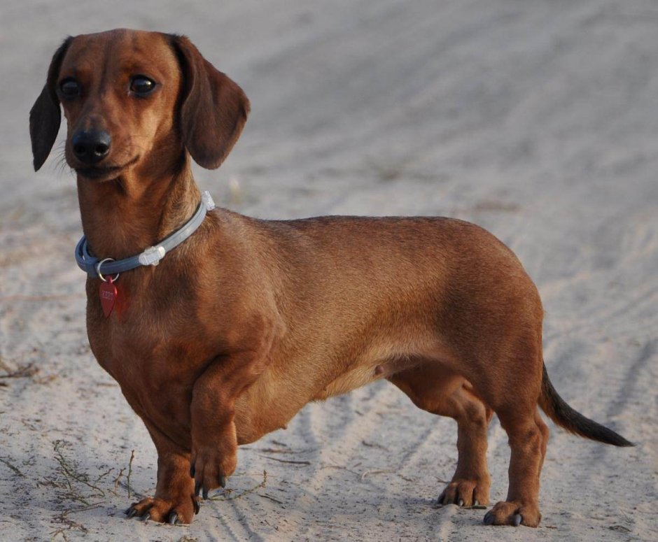 Карликовые короткошерстные чихуахуа