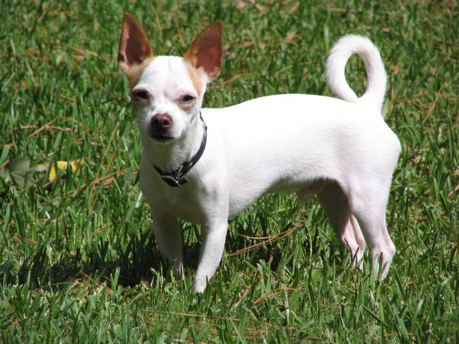 Метис Манчестерский терьер