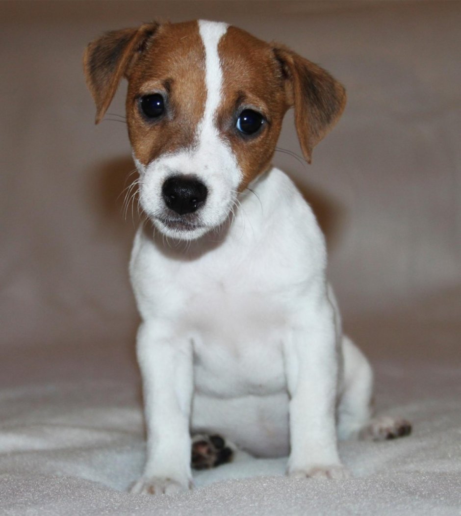 Щенки гладкошерстные